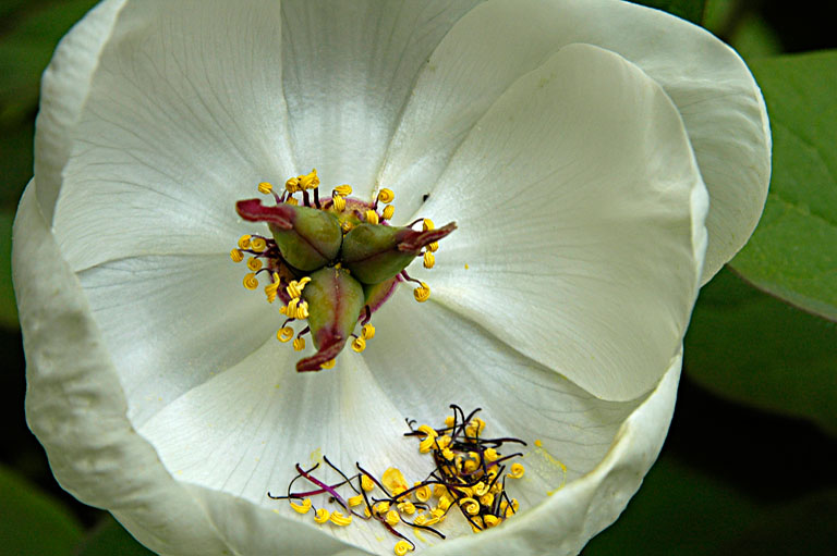 Loosing my Stamens